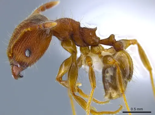 Pheidole striaticeps specimen