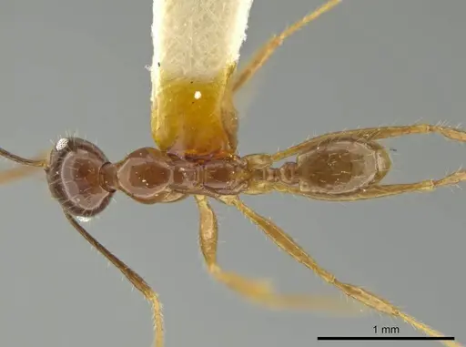 Pheidole strigosa specimen