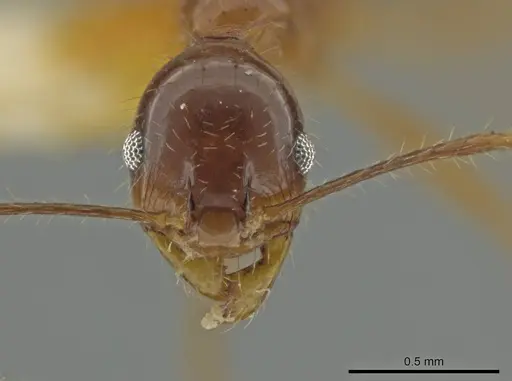 Pheidole strigosa specimen