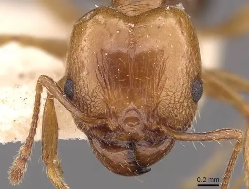 Pheidole strobeli specimen
