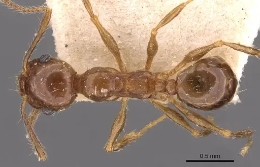 Pheidole strobeli - CASENT0908151
