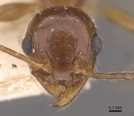 Pheidole strobeli - CASENT0908151