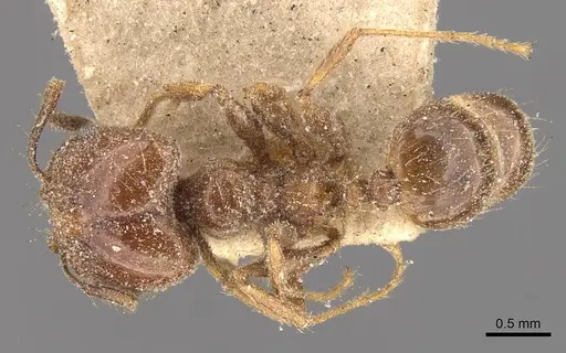 Pheidole strobeli - CASENT0908152