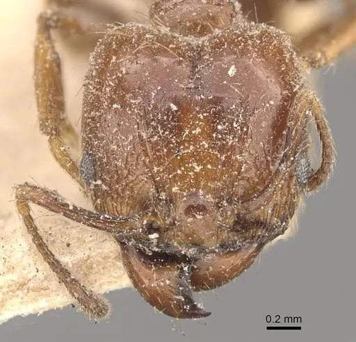 Pheidole strobeli - CASENT0908152