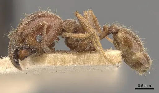 Pheidole strobeli - CASENT0908152