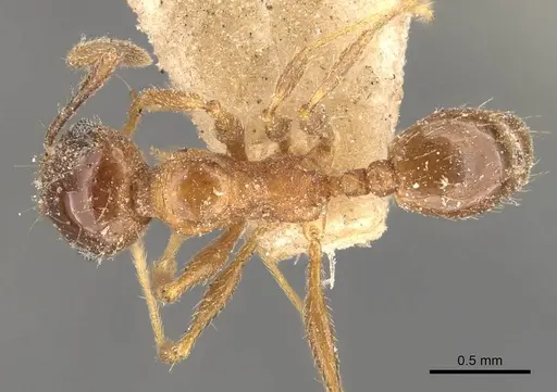 Pheidole strobeli - CASENT0908153