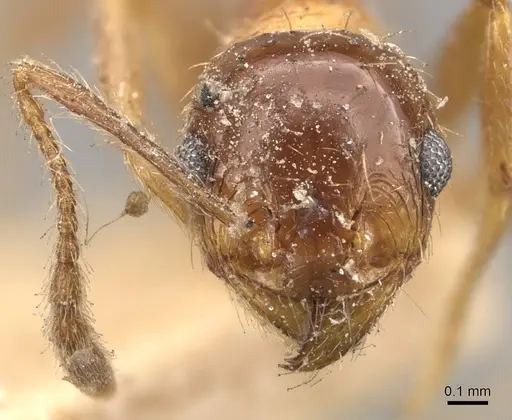 Pheidole strobeli - CASENT0908153