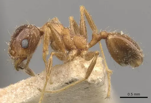 Pheidole strobeli - CASENT0908153
