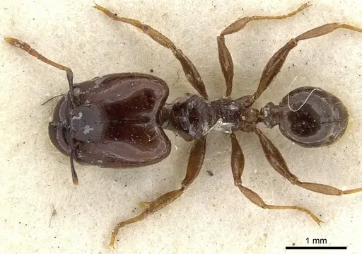 Pheidole stulta specimen