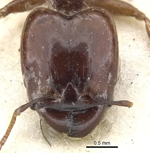 Pheidole stulta specimen