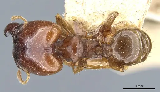 Pheidole stulta - CASENT0904394