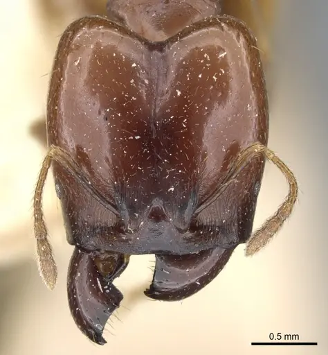 Pheidole stulta - CASENT0904394