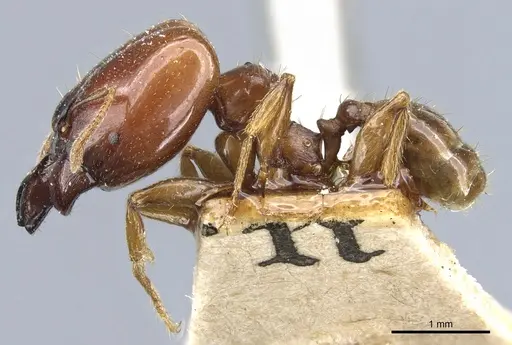 Pheidole stulta - CASENT0904394