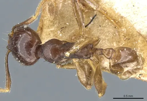 Pheidole stulta - CASENT0904395