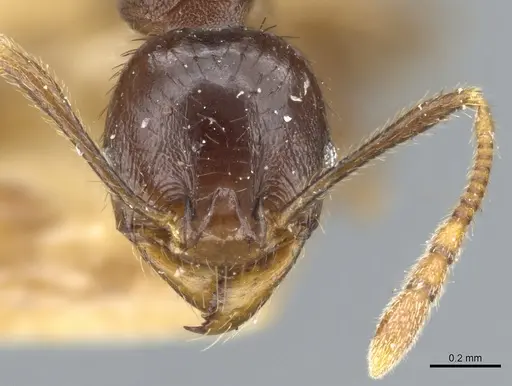 Pheidole stulta - CASENT0904395
