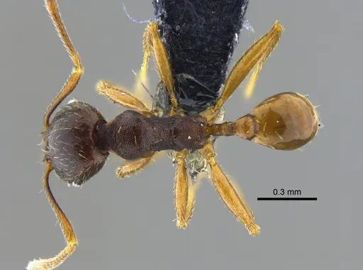 Pheidole stulta - CBUMAGENT42044