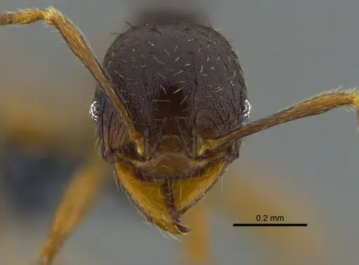 Pheidole stulta - CBUMAGENT42044