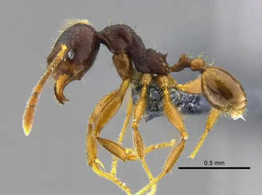 Pheidole stulta - CBUMAGENT42044