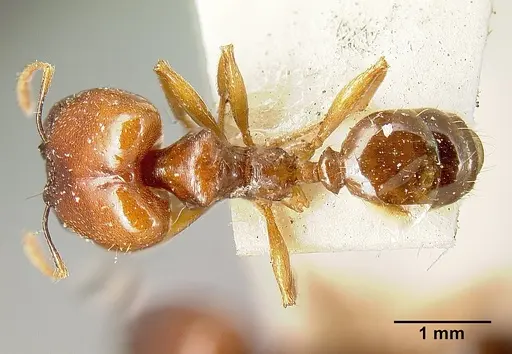 Pheidole stulta - JTLC000014070