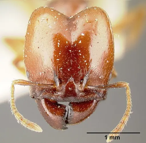 Pheidole stulta - JTLC000014070