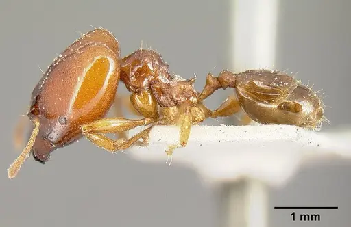 Pheidole stulta - JTLC000014070