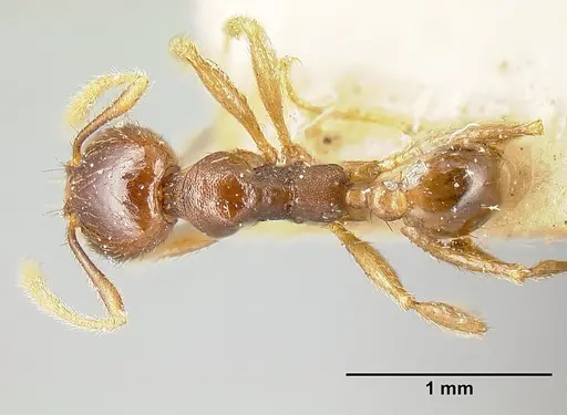 Pheidole stulta - JTLC000014071