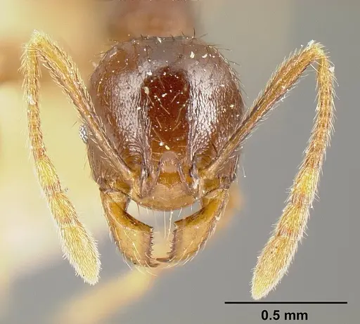 Pheidole stulta - JTLC000014071