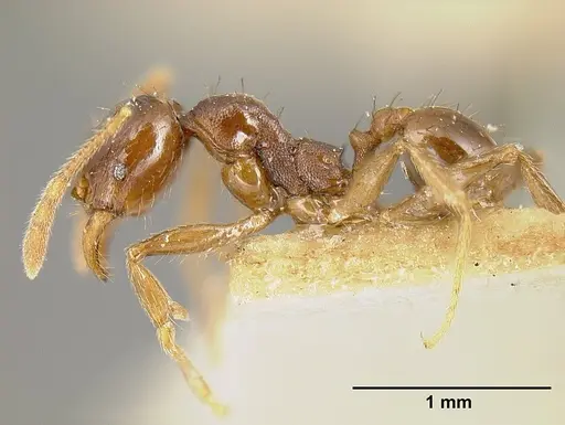 Pheidole stulta - JTLC000014071