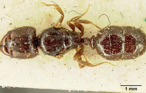Pheidole stulta - JTLC000015336