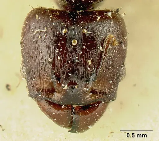 Pheidole stulta - JTLC000015336