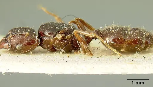 Pheidole stulta - JTLC000015336
