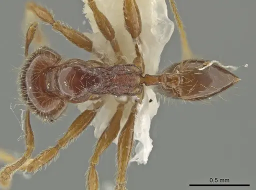 Pheidole styrax specimen