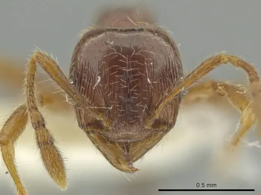 Pheidole styrax specimen