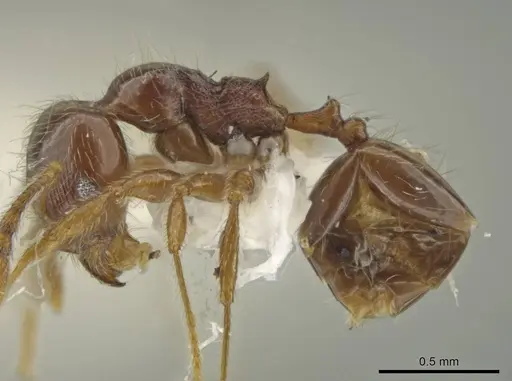 Pheidole styrax specimen