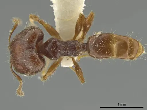 Pheidole styrax - JTLC000016541