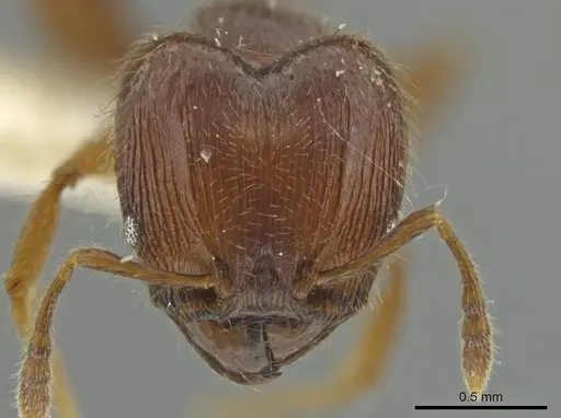 Pheidole styrax - JTLC000016541