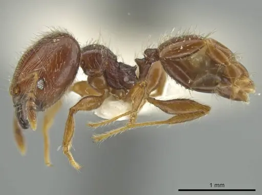 Pheidole styrax - JTLC000016541