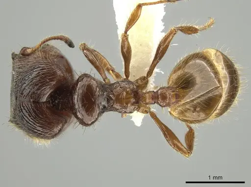 Pheidole subaberrans specimen