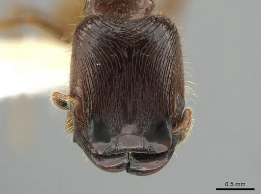 Pheidole subaberrans specimen