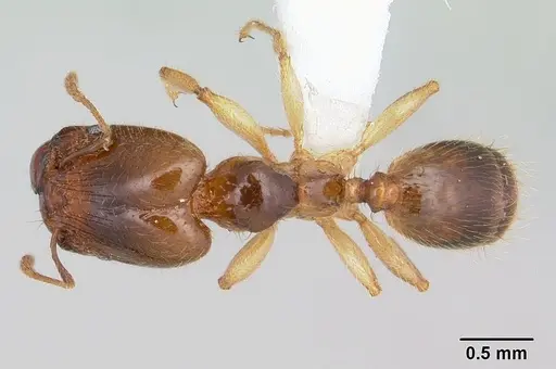 Pheidole subarmata specimen