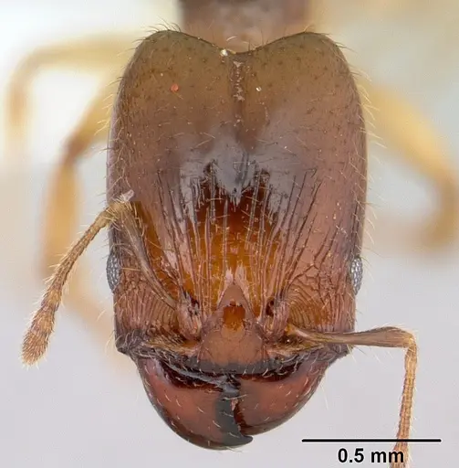 Pheidole subarmata specimen