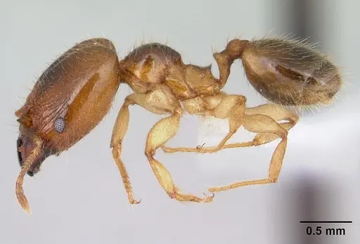 Pheidole subarmata specimen