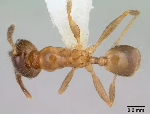 Pheidole subarmata - CASENT0178061