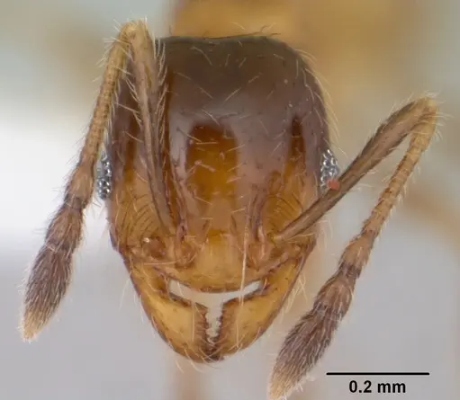 Pheidole subarmata - CASENT0178061