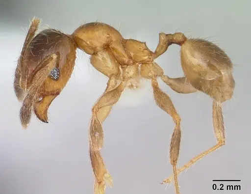 Pheidole subarmata - CASENT0178061