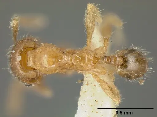 Pheidole subarmata - CASENT0601269