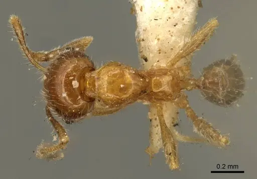 Pheidole subarmata - CASENT0601269