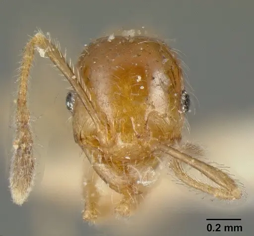 Pheidole subarmata - CASENT0601269