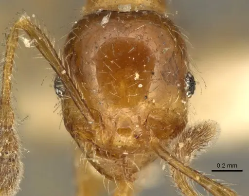 Pheidole subarmata - CASENT0601269