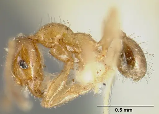 Pheidole subarmata - CASENT0601269